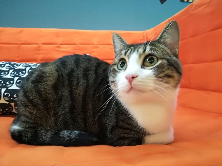 multimedia-foto42207-36-3