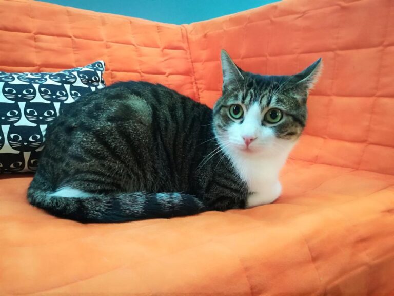 multimedia-foto42208-36-3