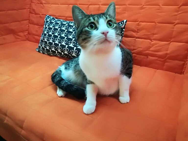 multimedia-foto42209-36-3