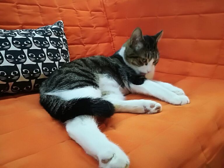 multimedia-foto42210-37-3