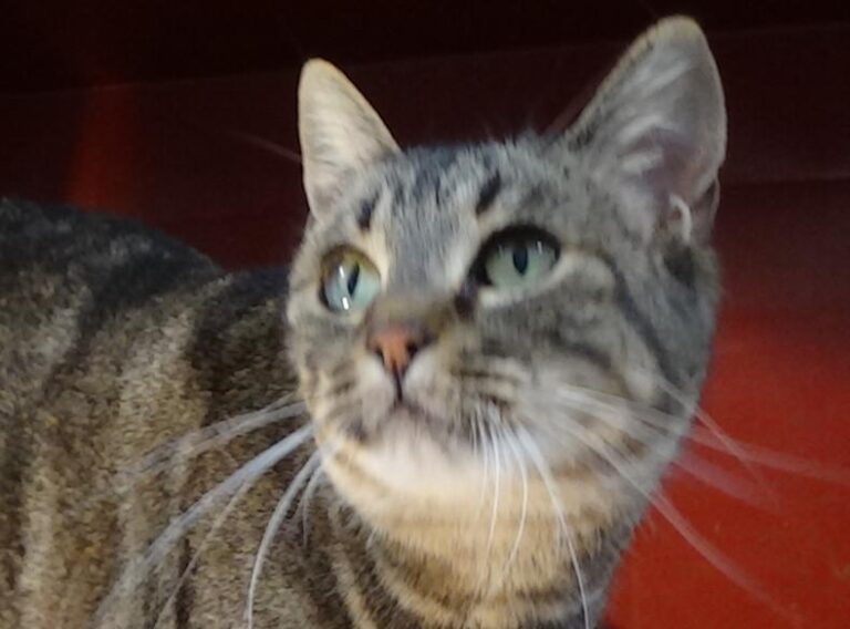 multimedia-foto42278-296-3