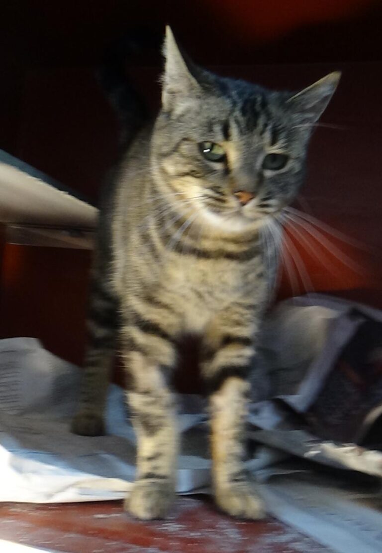 multimedia-foto42279-296-3