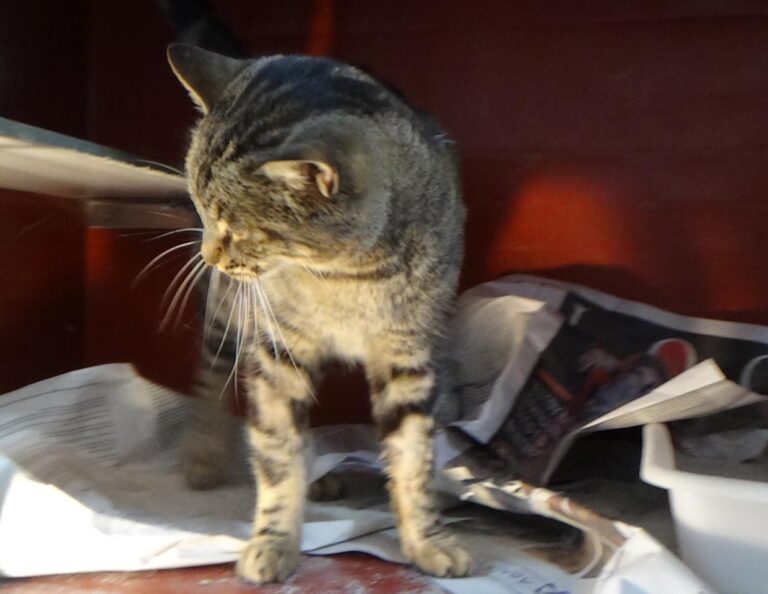 multimedia-foto42280-321-3