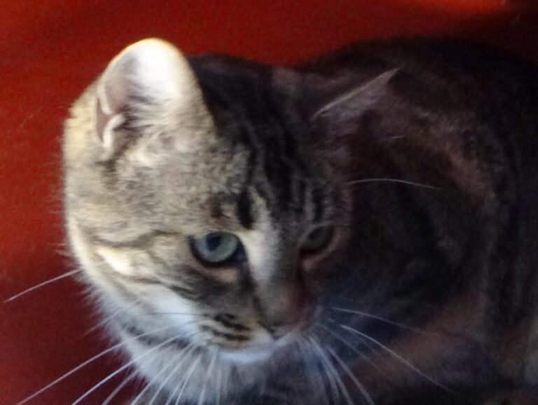 multimedia-foto42281-321-3