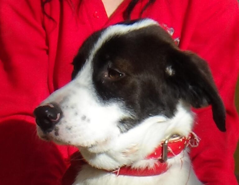 multimedia-foto42418-104-3