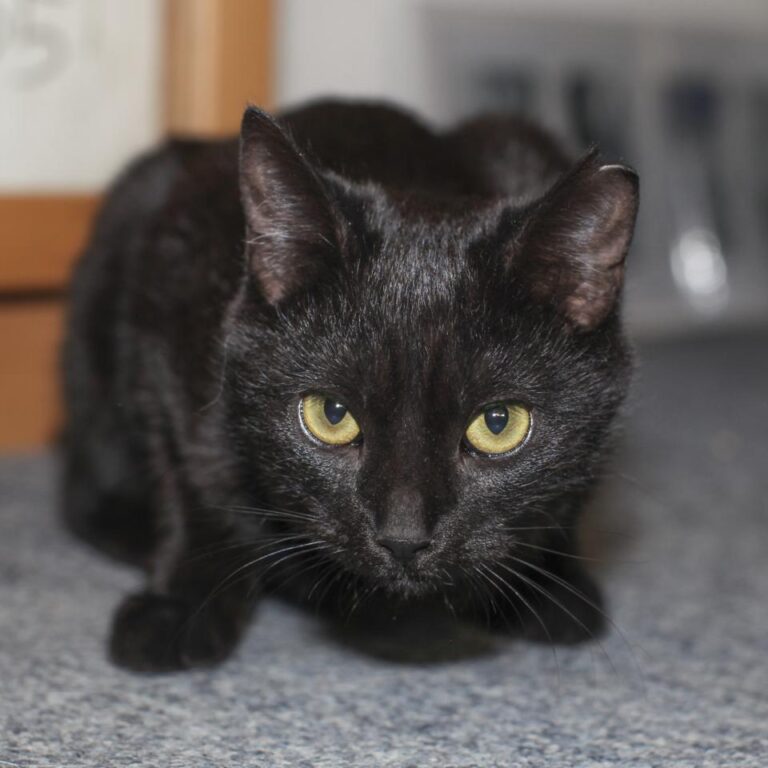 multimedia-foto42603-926-3