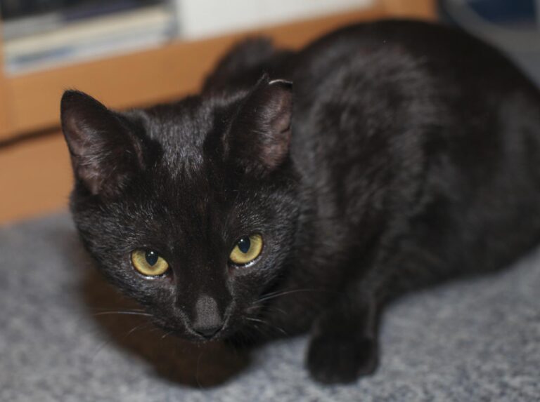 multimedia-foto42604-926-3