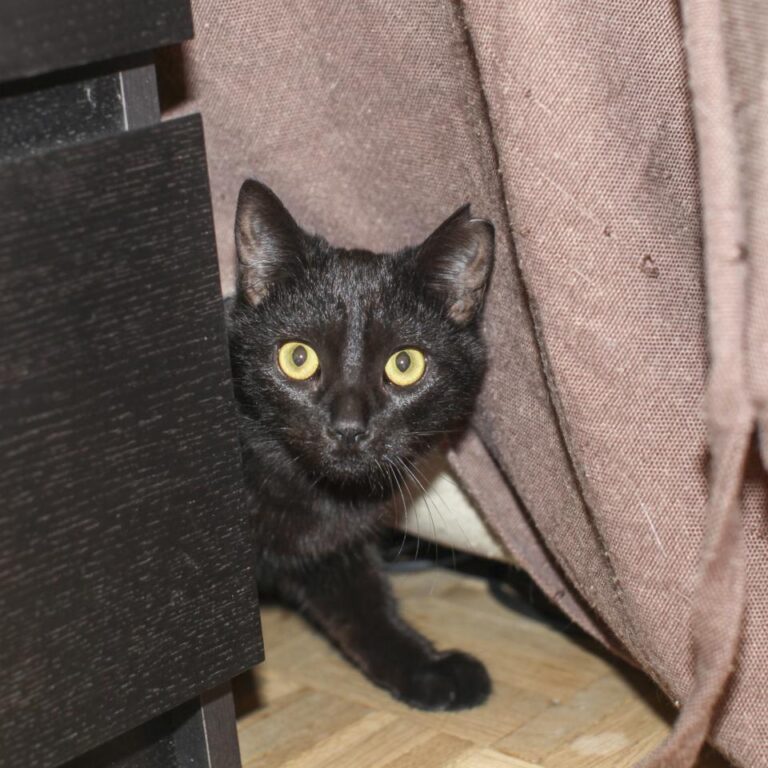 multimedia-foto42605-926-3