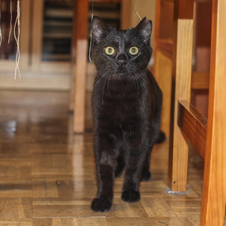 multimedia-foto42606-926-3