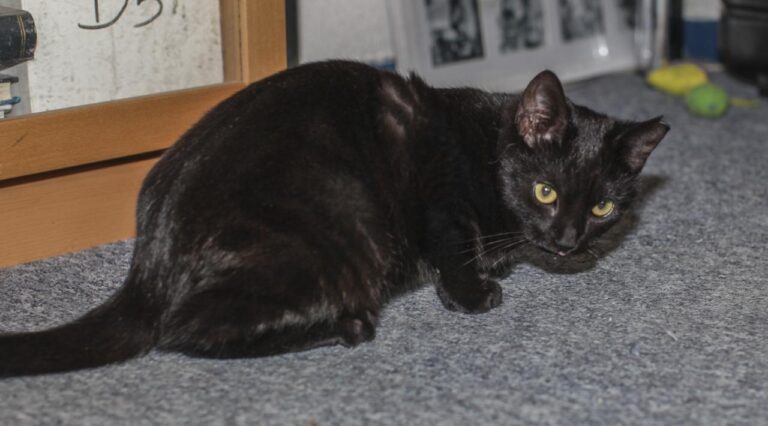 multimedia-foto42611-948-3