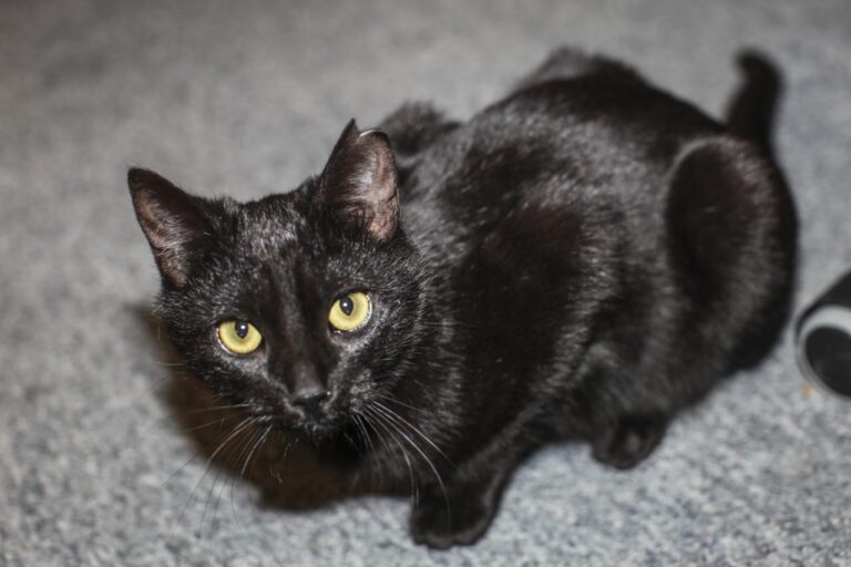 multimedia-foto42612-949-3