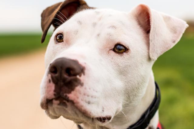 multimedia-foto42617-530-3