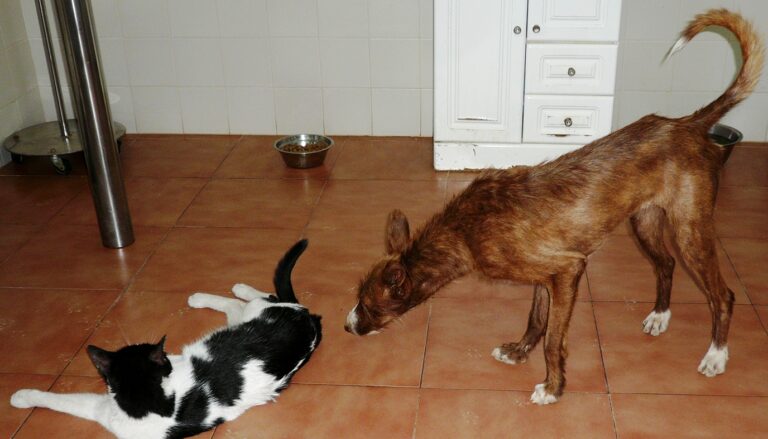 multimedia-foto42661-9-3