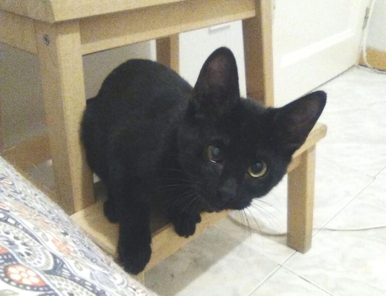 multimedia-foto42698-599-3