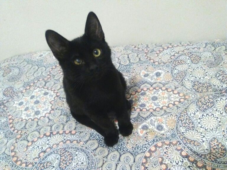 multimedia-foto42699-600-3