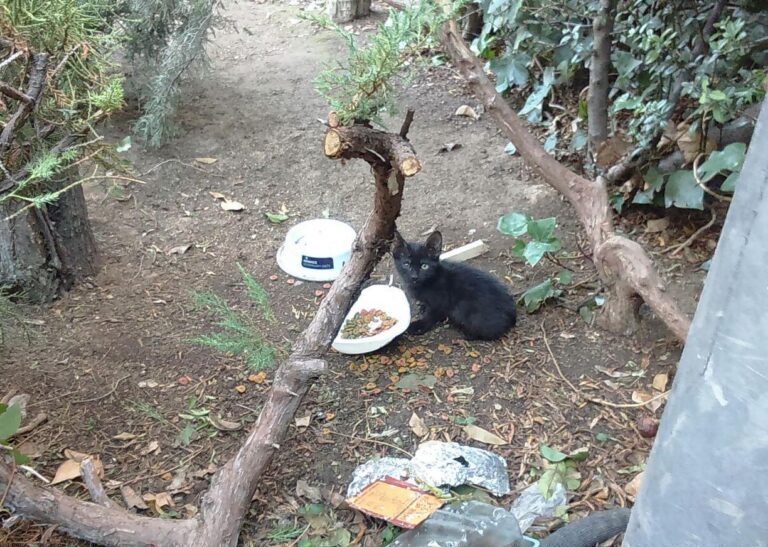 multimedia-foto42700-601-3