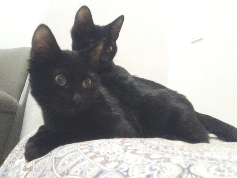 multimedia-foto42701-601-3