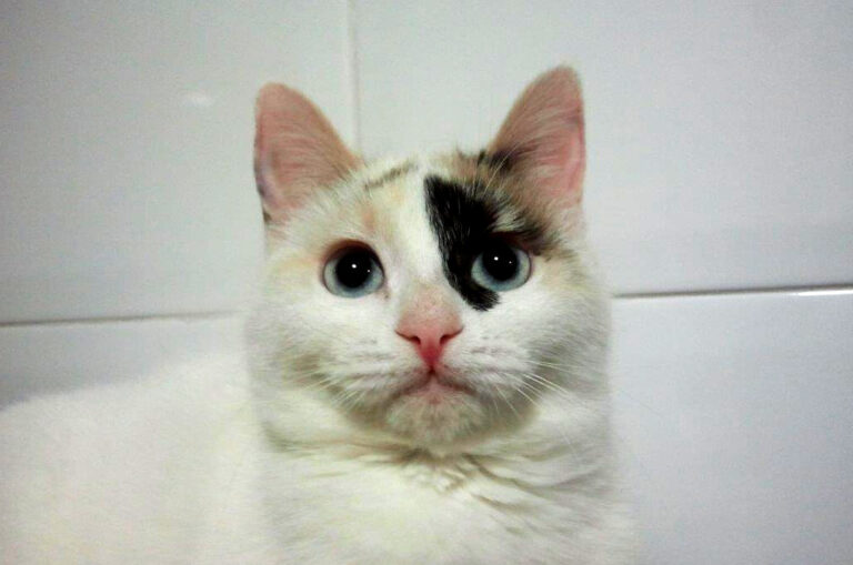 multimedia-foto42719-415-3