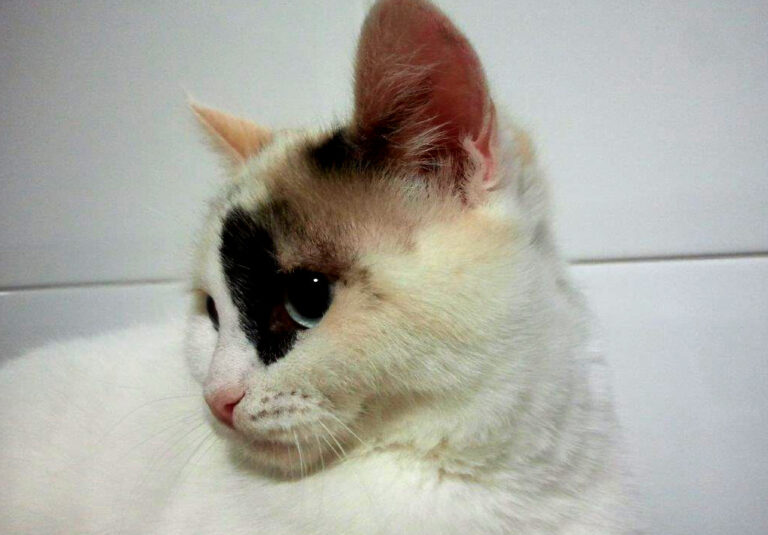 multimedia-foto42722-417-3