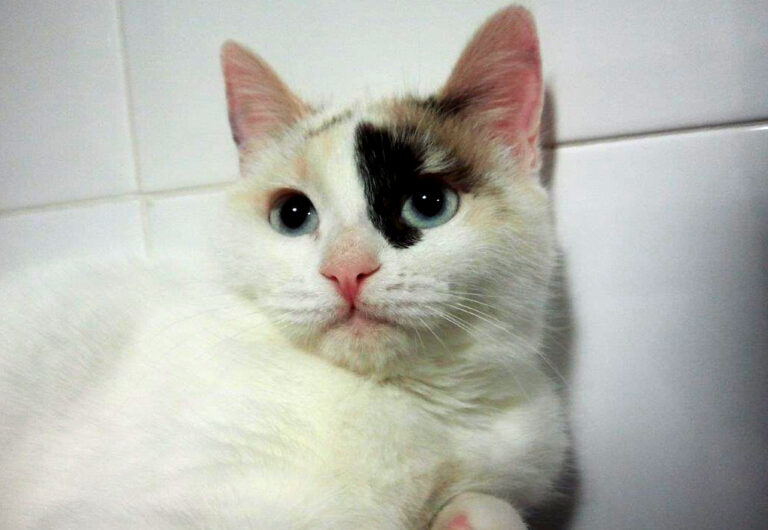 multimedia-foto42723-417-3