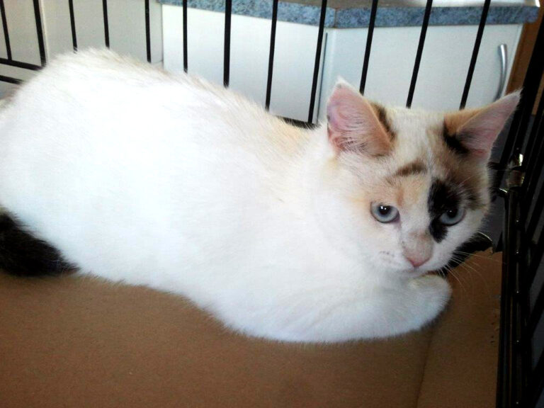 multimedia-foto42724-418-3