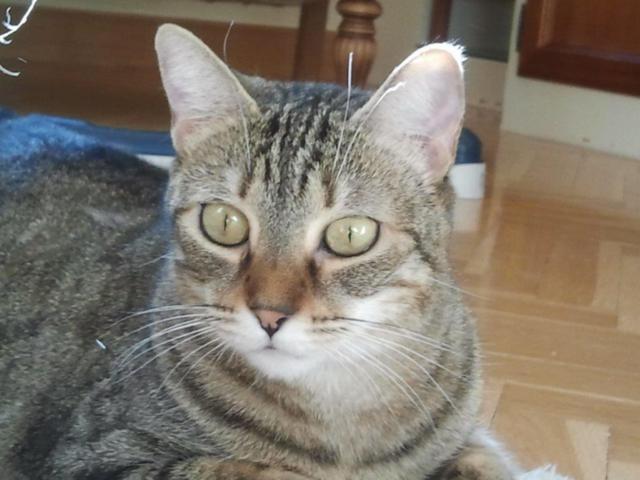 multimedia-foto42728-932-3