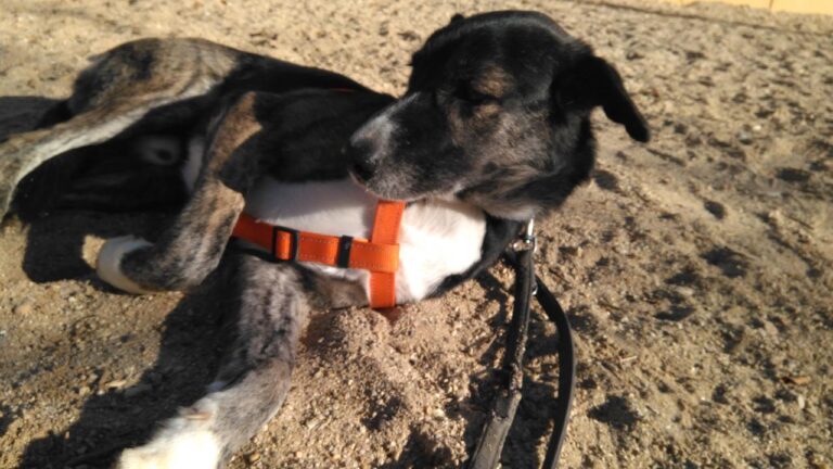 multimedia-foto42731-381-3