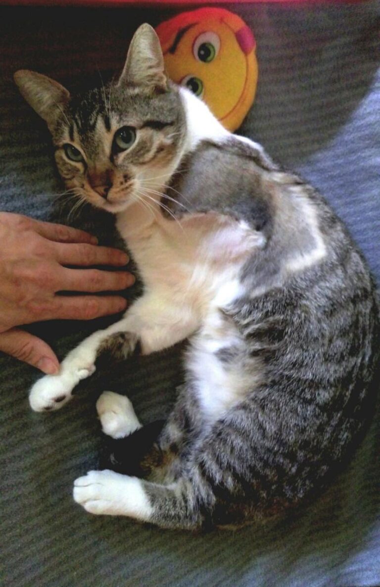 multimedia-foto42736-334-3