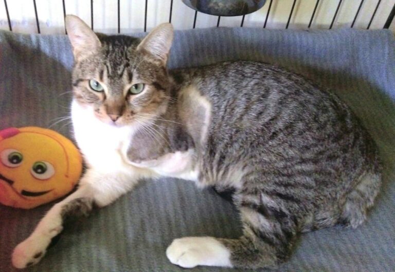 multimedia-foto42737-334-3