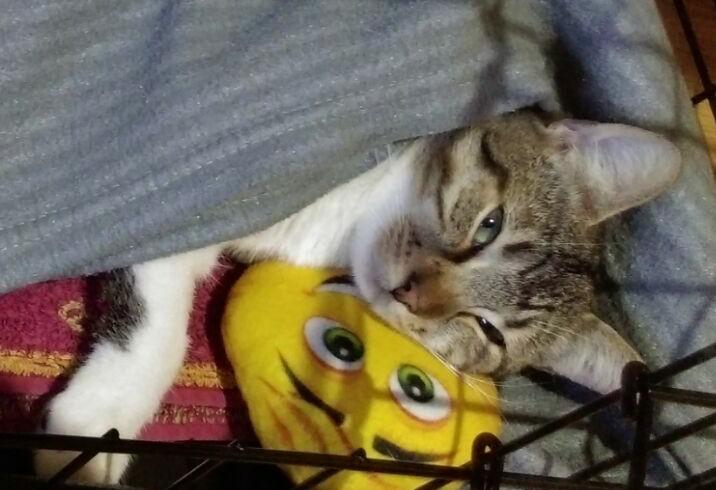 multimedia-foto42739-387-3