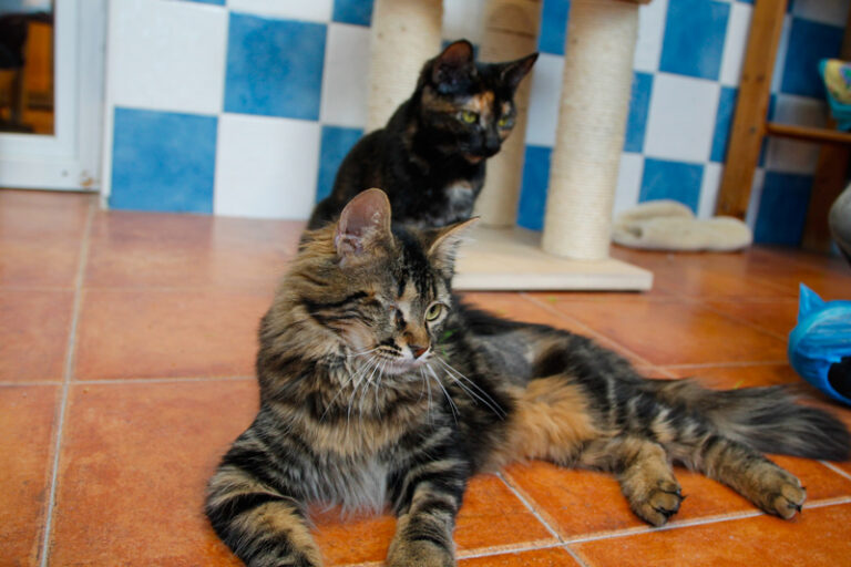 multimedia-foto42789-643-3