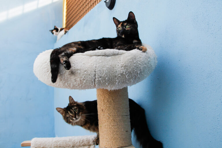 multimedia-foto42790-644-3