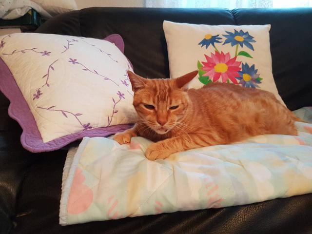 multimedia-foto42806-445-3