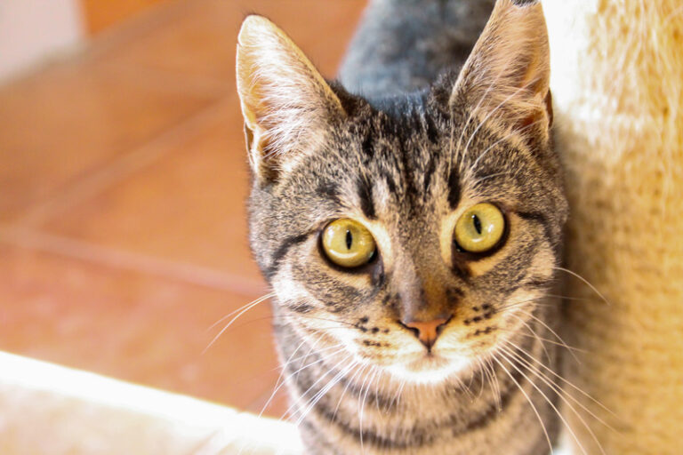 multimedia-foto42821-92-3