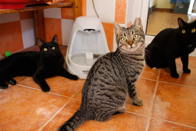 multimedia-foto42822-93-3