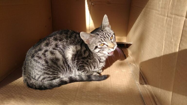 multimedia-foto42825-626-3