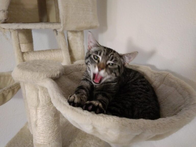 multimedia-foto42834-703-3