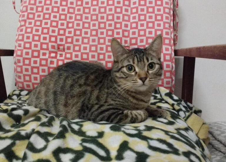 multimedia-foto42838-653-3