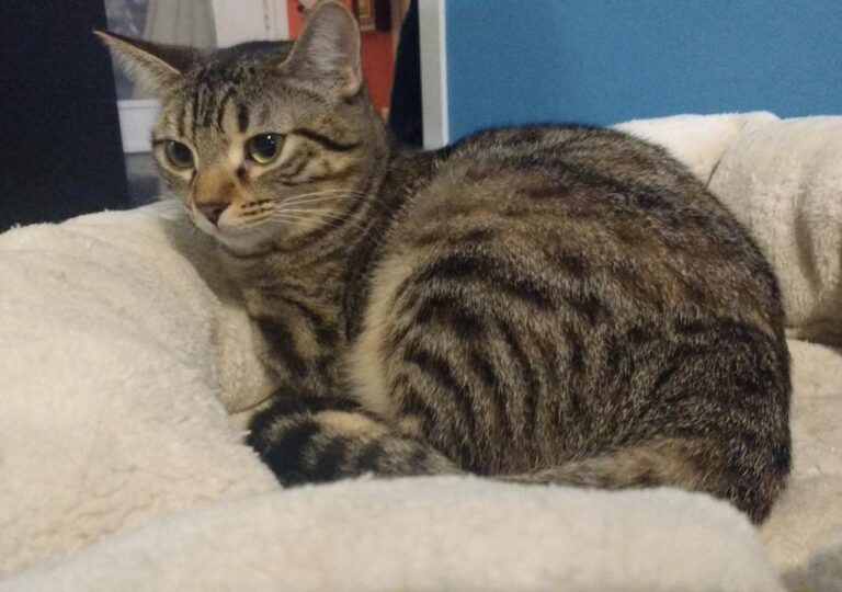 multimedia-foto42839-654-3