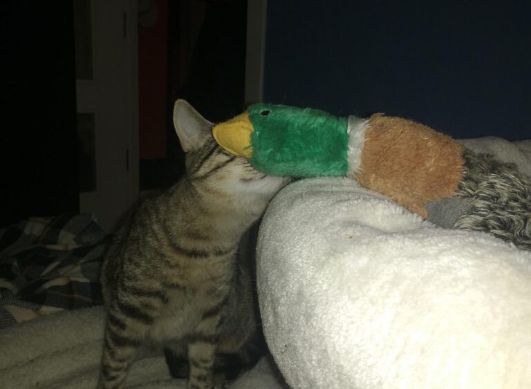 multimedia-foto42842-694-3