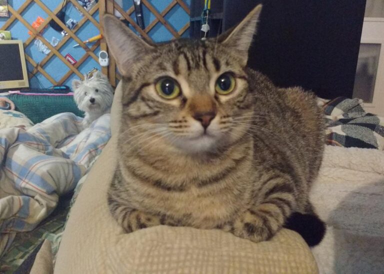 multimedia-foto42843-695-3