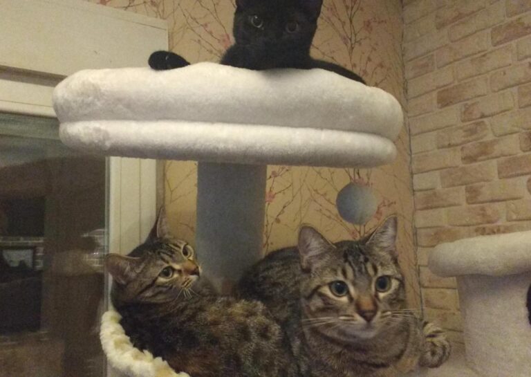 multimedia-foto42845-696-3