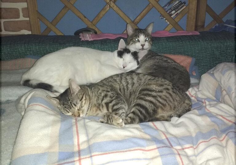 multimedia-foto42846-860-3