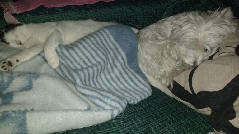 multimedia-foto42847-860-3