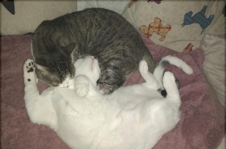 multimedia-foto42848-861-3