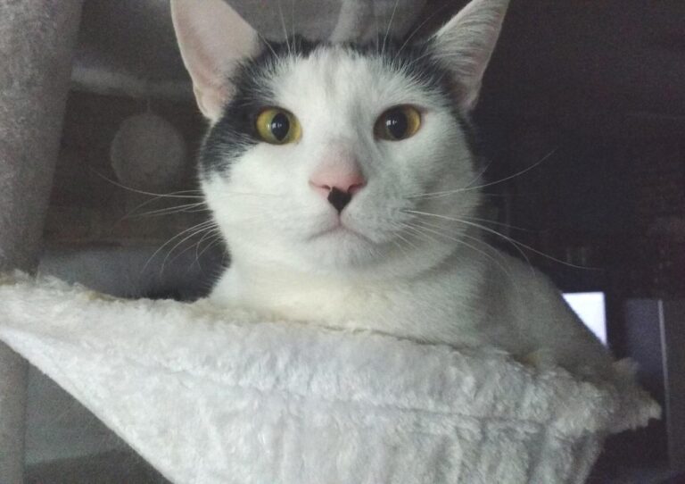 multimedia-foto42854-922-3