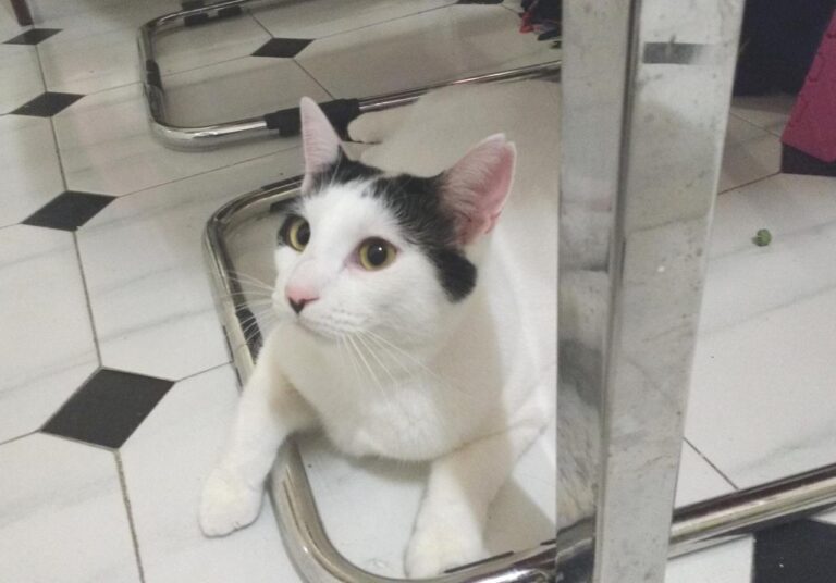 multimedia-foto42855-923-3