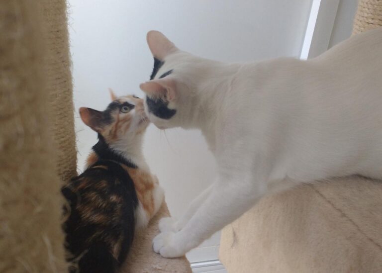 multimedia-foto42859-971-3