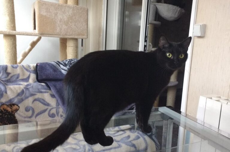 multimedia-foto42912-639-3