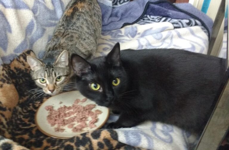 multimedia-foto42918-720-3